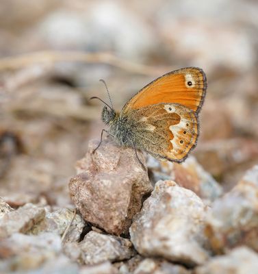 Corsicaans Hooibeestje / Corsican Heath