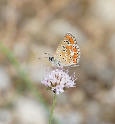 Bruin Blauwtje / Brown Argus
