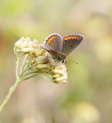 Bruin Blauwtje / Brown Argus