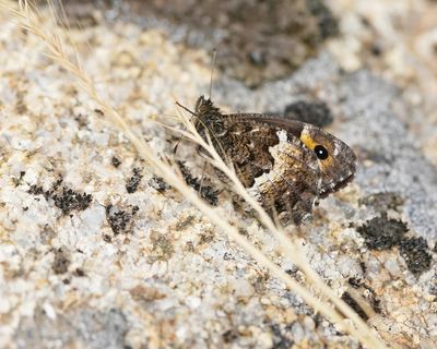 Corsicaanse Heivlinder / Corsican Grayling
