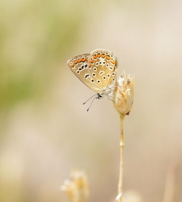 Icarusblauwtje / Common Blue