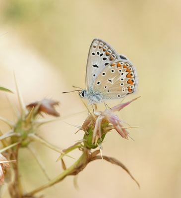 Icarusblauwtje / Common Blue