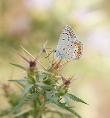 Icarusblauwtje / Common Blue