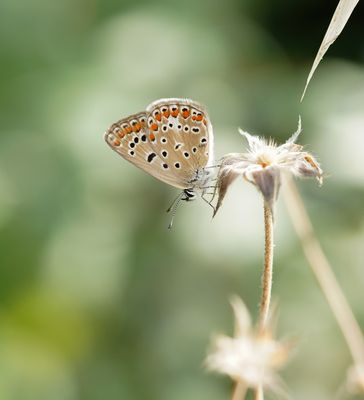 Icarusblauwtje / Common Blue