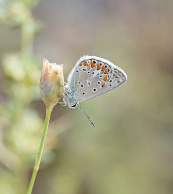 Icarusblauwtje / Common Blue