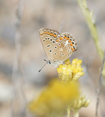 Icarusblauwtje / Common Blue