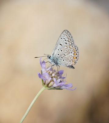 Icarusblauwtje / Common Blue