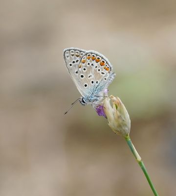 Icarusblauwtje / Common Blue