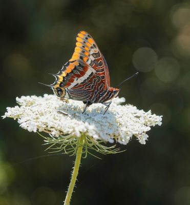 Pasja / Two-tailed Pasha