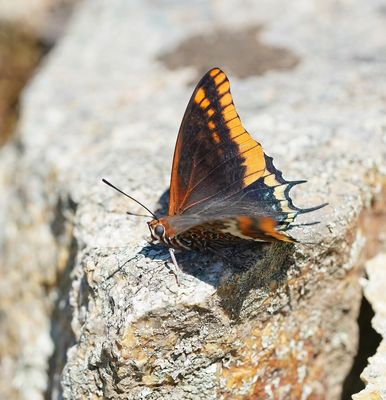 Pasja / Two-tailed Pasha