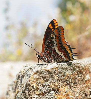 Pasja / Two-tailed Pasha