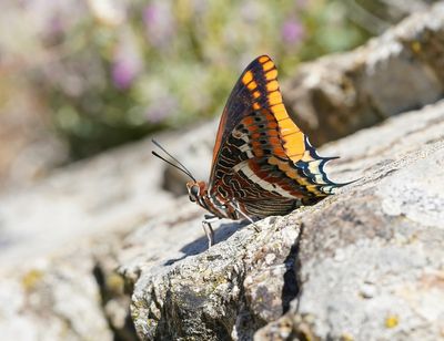 Pasja / Two-tailed Pasha