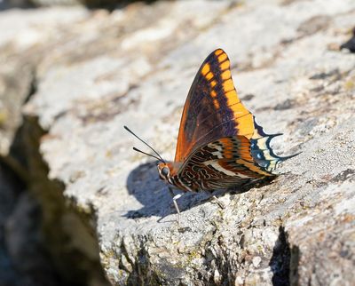 Pasja / Two-tailed Pasha
