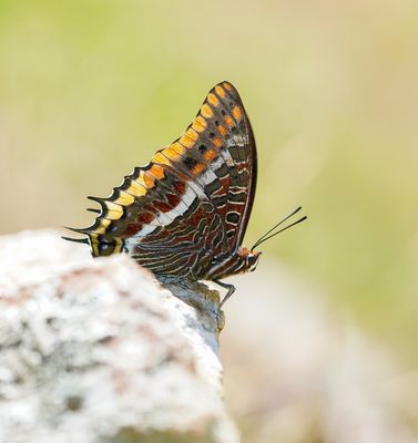 Pasja / Two-tailed Pasha