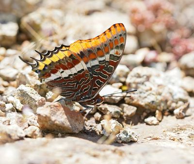 Pasja / Two-tailed Pasha