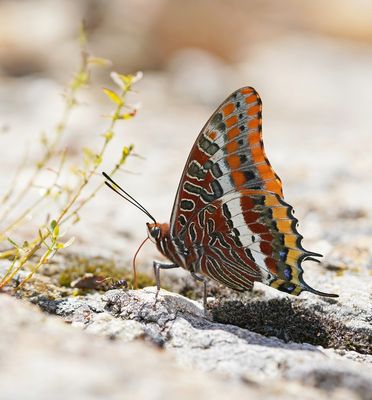 Pasja / Two-tailed Pasha