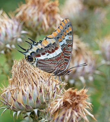 Pasja / Two-tailed Pasha