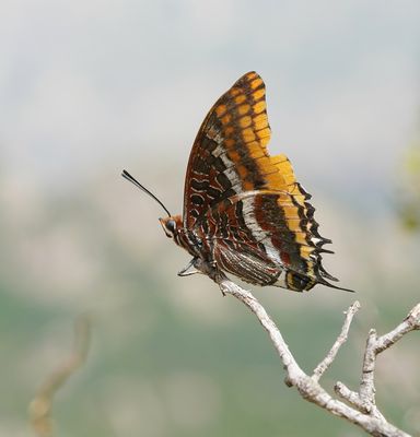 Pasja / Two-tailed Pasha