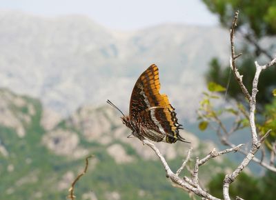 Pasja / Two-tailed Pasha