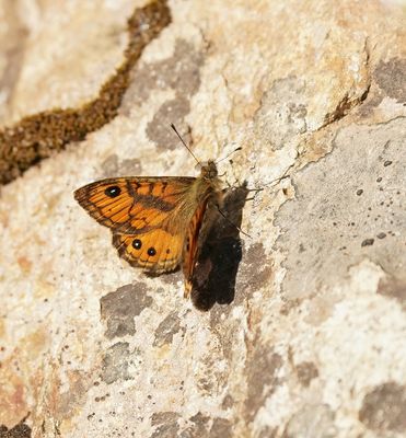 Vale Argusvlinder / Pale Wall Brown or Corsican Wall Brown