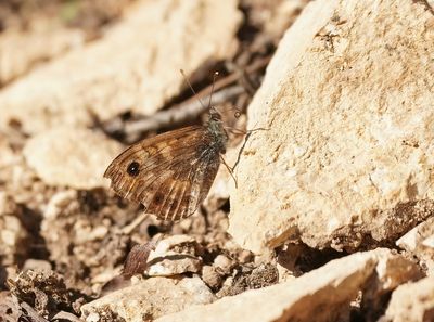 Vale Argusvlinder / Pale Wall Brown or Corsican Wall Brown