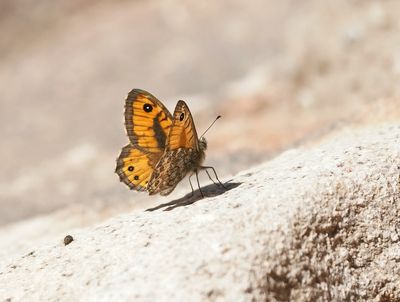 Vale Argusvlinder / Pale Wall Brown or Corsican Wall Brown