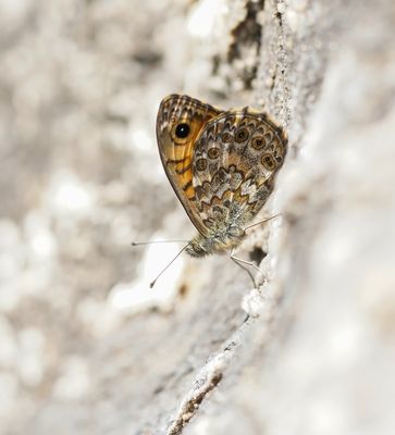 Vale Argusvlinder / Pale Wall Brown or Corsican Wall Brown