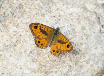 Vale Argusvlinder / Pale Wall Brown or Corsican Wall Brown