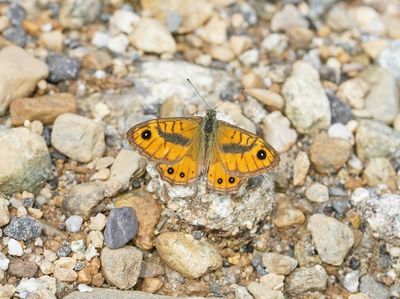 Vale Argusvlinder / Pale Wall Brown or Corsican Wall Brown