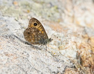 Vale Argusvlinder / Pale Wall Brown or Corsican Wall Brown