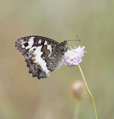 Witbandzandoog / Great Banded Grayling