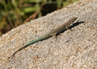 Tyrrheense Muurhagedis / Bedriaga's Rock Lizard