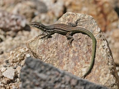 Tyrrheense Muurhagedis / Bedriaga's Rock Lizard