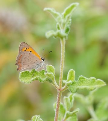 Kleine Vuurvlinder / Small Copper