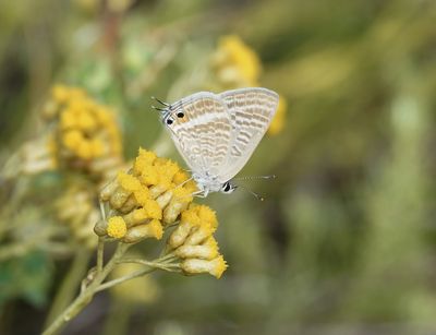 Tijgerblauwtje / Long-tailed Blue