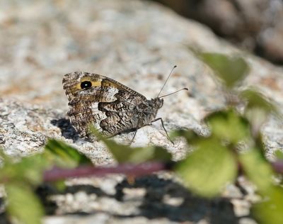 Zuidelijke Heivlinder / Southern Grayling