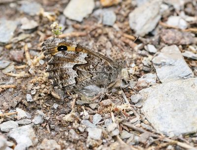 Zuidelijke Heivlinder / Southern Grayling
