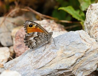 Zuidelijke Heivlinder / Southern Grayling