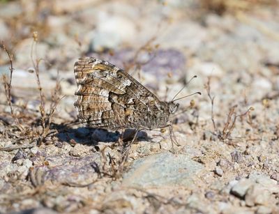 Zuidelijke Heivlinder / Southern Grayling