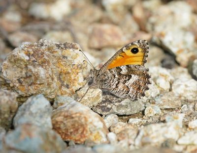 Zuidelijke Heivlinder / Southern Grayling