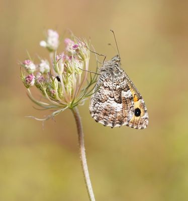 Zuidelijke Heivlinder / Southern Grayling