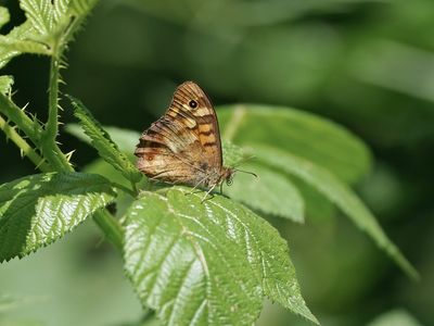 Bont Zandoogje / Speckled Wood (Pararge aegeria aegeria)