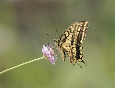 Koninginnenpage / Common Yellow Swallowtail