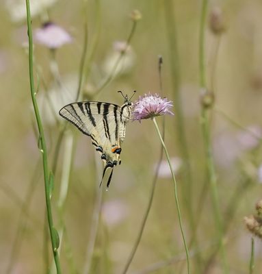 Koningspage / Scarce Swallowtail