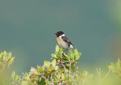 Roodborsttapuit / Common Stonechat