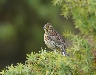 Cirlgors / Cirl Bunting