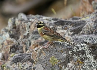 Cirlgors / Cirl Bunting