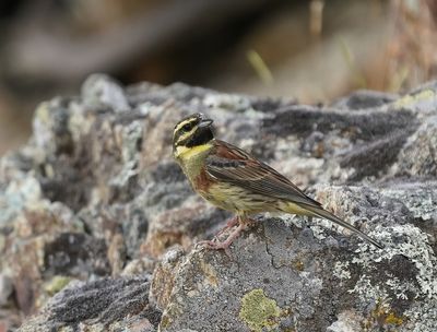 Cirlgors / Cirl Bunting