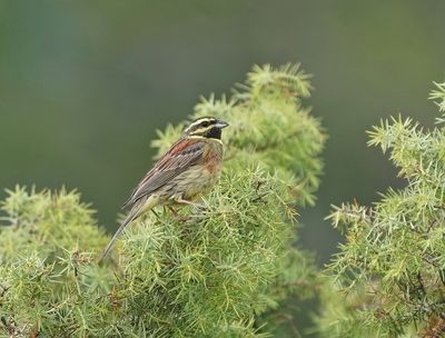 Cirlgors / Cirl Bunting