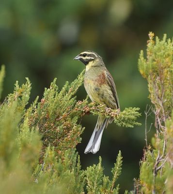 Cirlgors / Cirl Bunting
